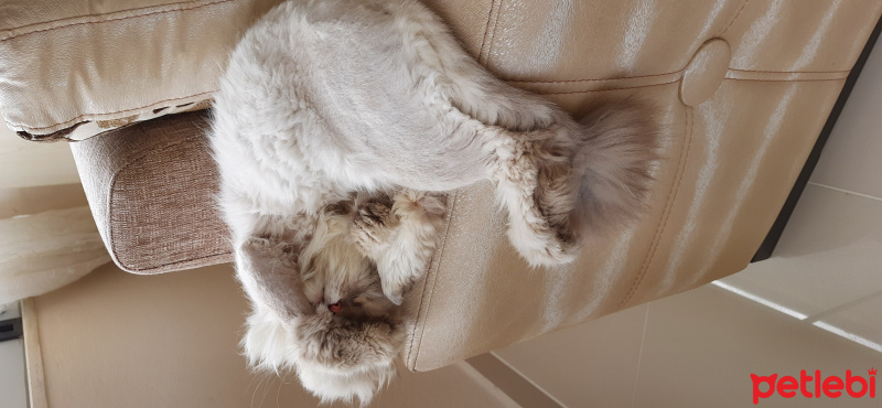 İran Kedisi (Persian), Kedi  Mia fotoğrafı