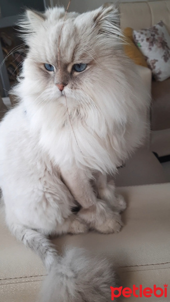İran Kedisi (Persian), Kedi  Mia fotoğrafı