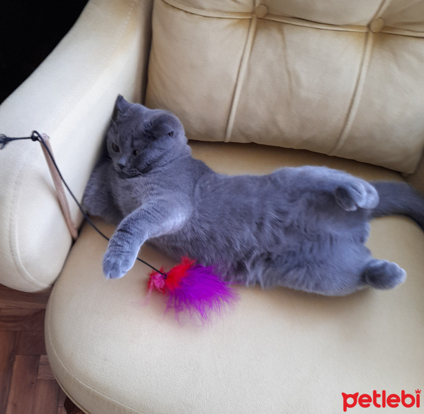 British Shorthair, Kedi  Duman fotoğrafı