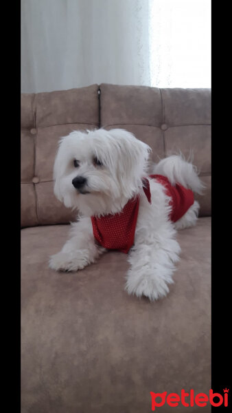 Maltese, Köpek  Alex fotoğrafı