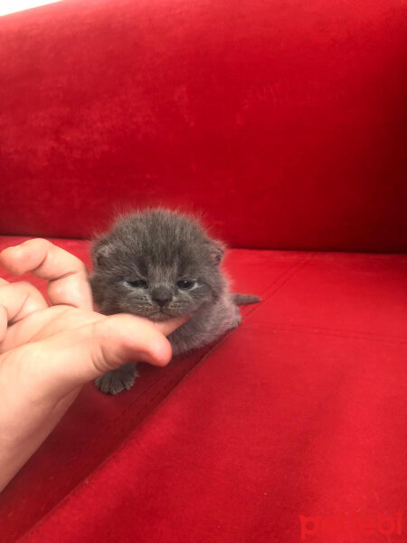 Scottish Fold, Kedi  Ozi fotoğrafı