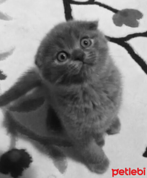 Scottish Fold, Kedi  Ozi fotoğrafı