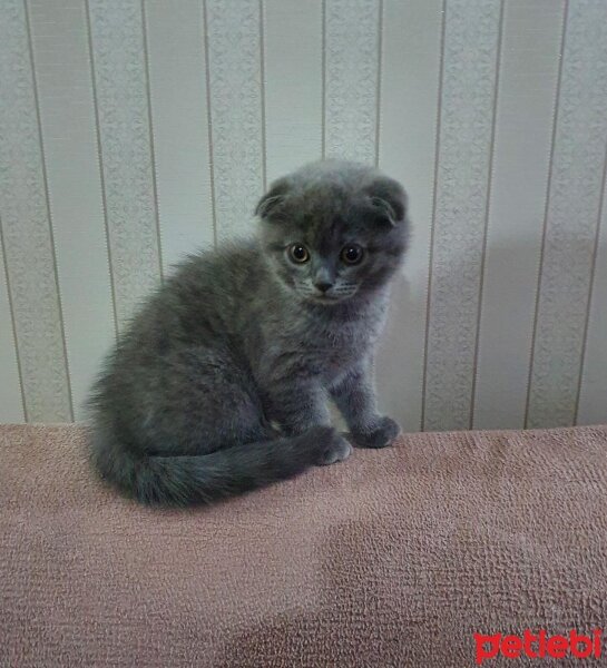 Scottish Fold, Kedi  Ozi fotoğrafı