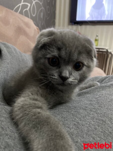 Scottish Fold, Kedi  Ozi fotoğrafı