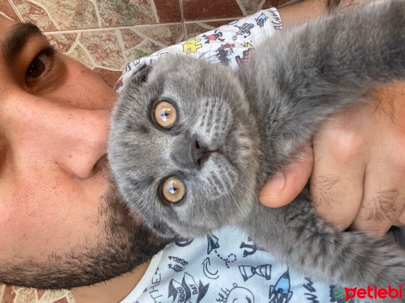 Scottish Fold, Kedi  Ozi fotoğrafı