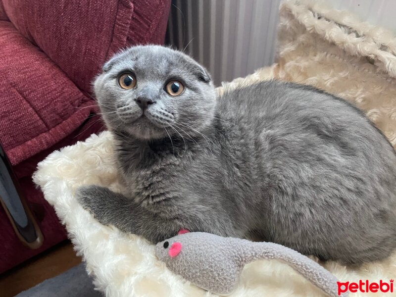 Scottish Fold, Kedi  Ozi fotoğrafı