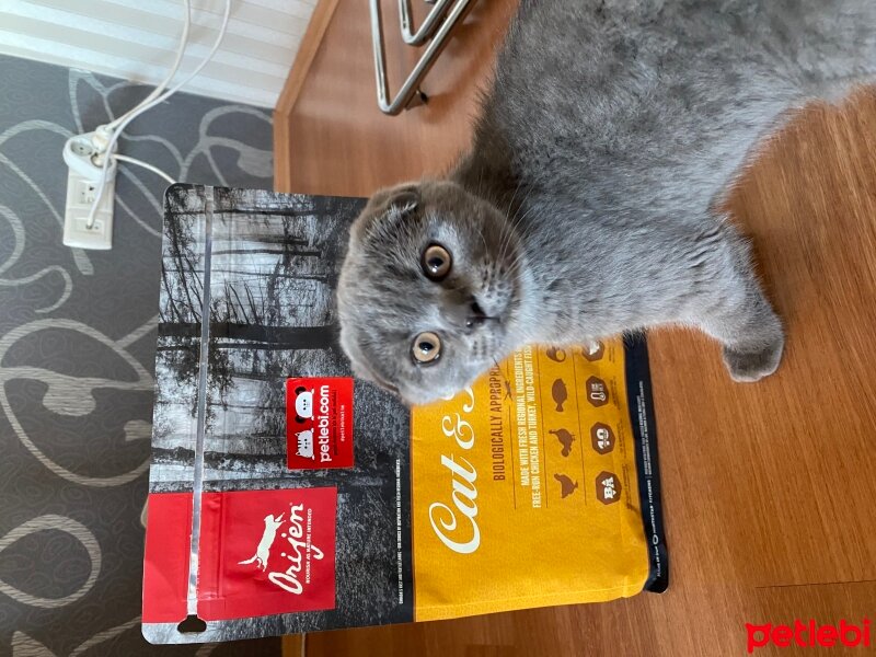 Scottish Fold, Kedi  Ozi fotoğrafı