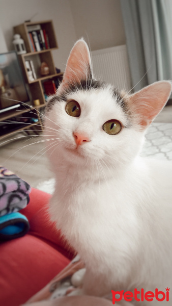 Tekir Kedi, Kedi  Lily fotoğrafı
