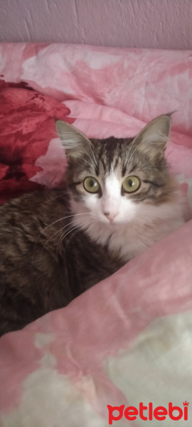 Norwegian Forest, Kedi  BELLATRİX fotoğrafı