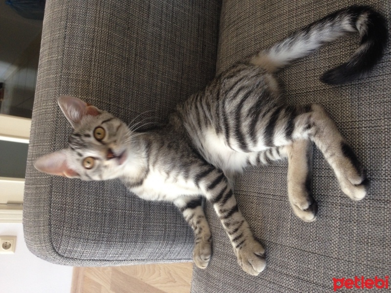 Tekir Kedi, Kedi  Zarife fotoğrafı