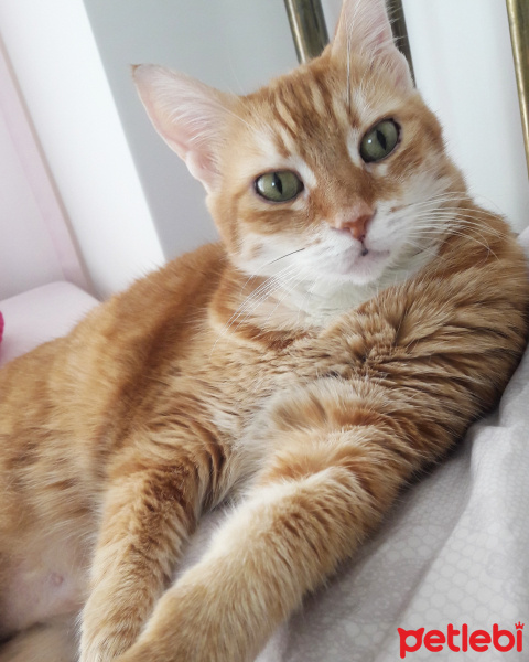 Sarman, Kedi  Mercimek fotoğrafı