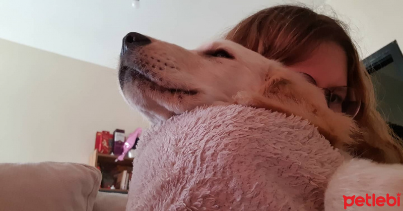 Golden Retriever, Köpek  luki fotoğrafı