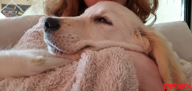 Golden Retriever, Köpek  luki fotoğrafı