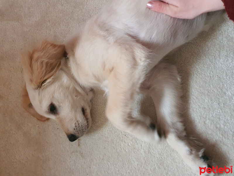 Golden Retriever, Köpek  luki fotoğrafı
