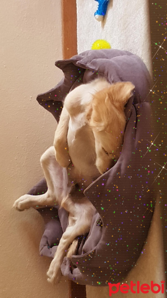 Golden Retriever, Köpek  luki fotoğrafı