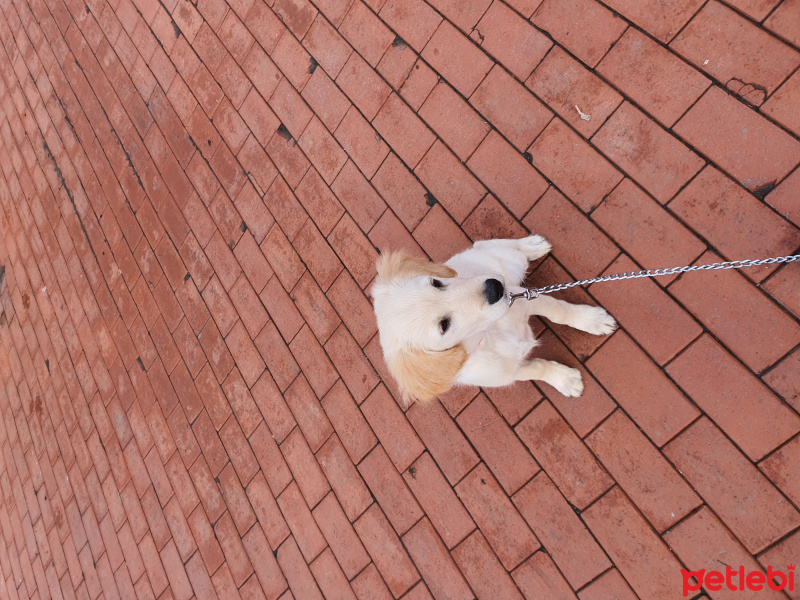Golden Retriever, Köpek  luki fotoğrafı