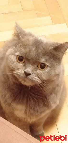 British Shorthair, Kedi  Pati fotoğrafı