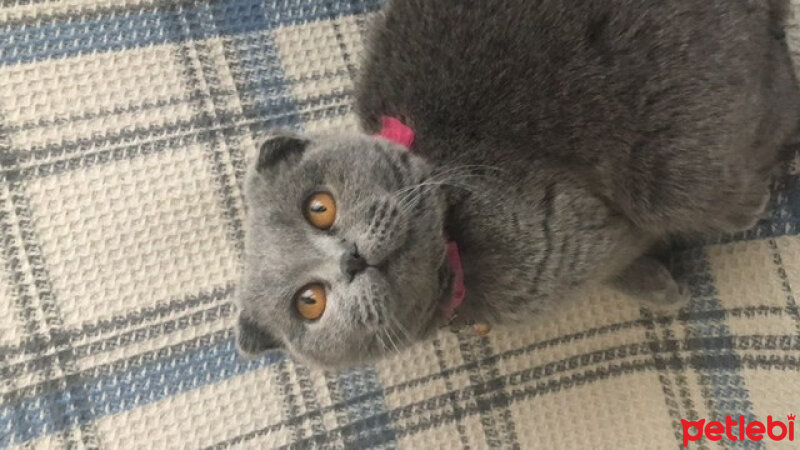 Scottish Fold, Kedi  Kız fotoğrafı