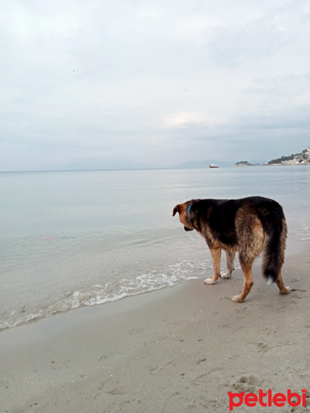 Alman Çoban Köpeği, Köpek  Liya fotoğrafı