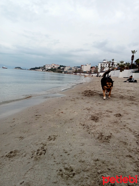 Alman Çoban Köpeği, Köpek  Liya fotoğrafı
