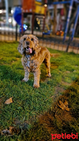 İngiliz Cocker Spaniel, Köpek  Dora fotoğrafı