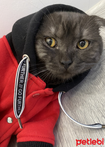 Scottish Fold, Kedi  Duman fotoğrafı