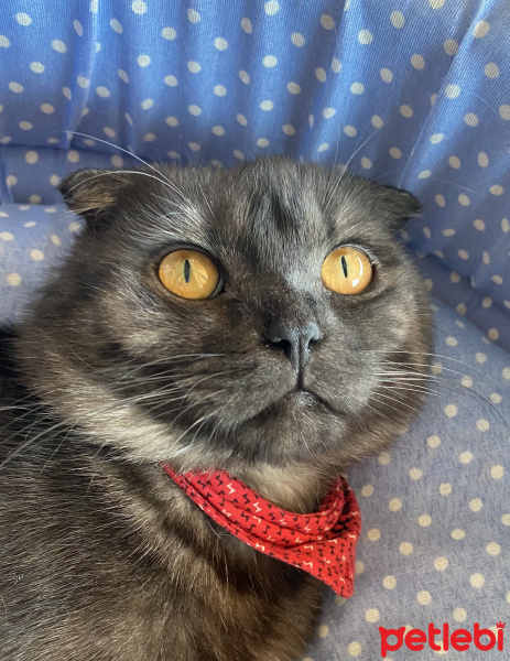 Scottish Fold, Kedi  Duman fotoğrafı