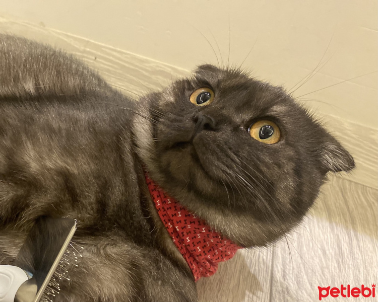 Scottish Fold, Kedi  Duman fotoğrafı