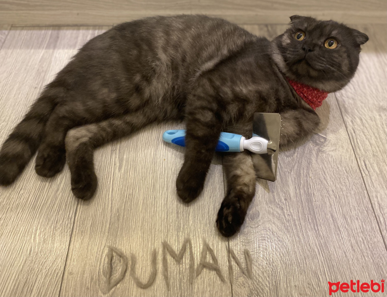 Scottish Fold, Kedi  Duman fotoğrafı