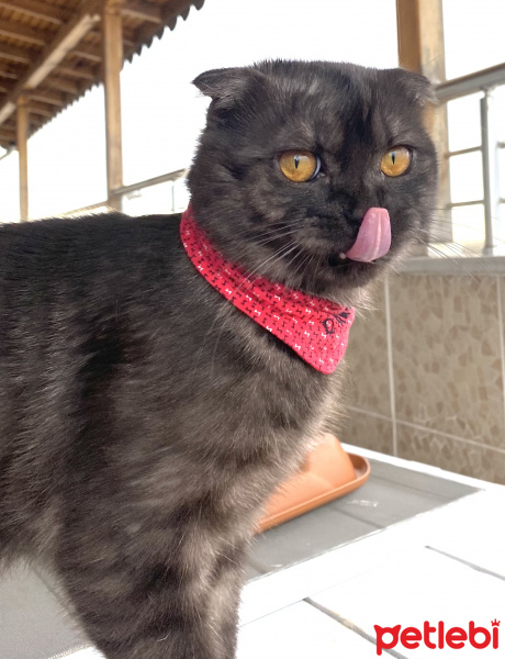 Scottish Fold, Kedi  Duman fotoğrafı