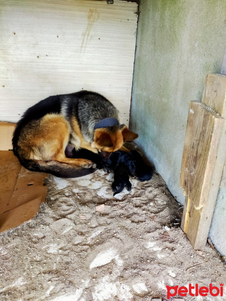 Alman Çoban Köpeği, Köpek  Alman kurdu yavru fotoğrafı