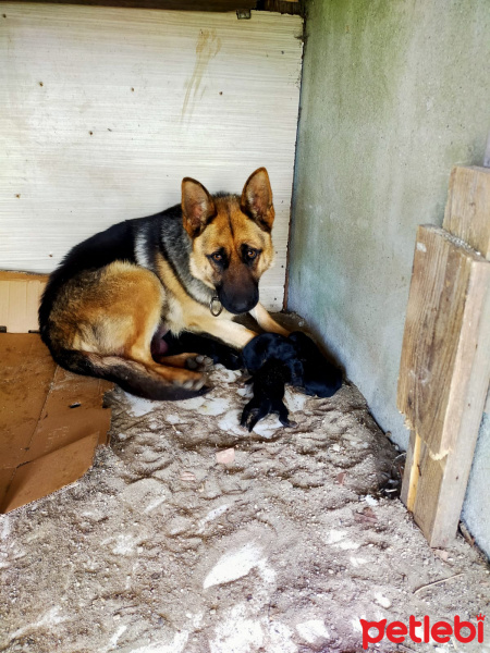 Alman Çoban Köpeği, Köpek  Alman kurdu yavru fotoğrafı