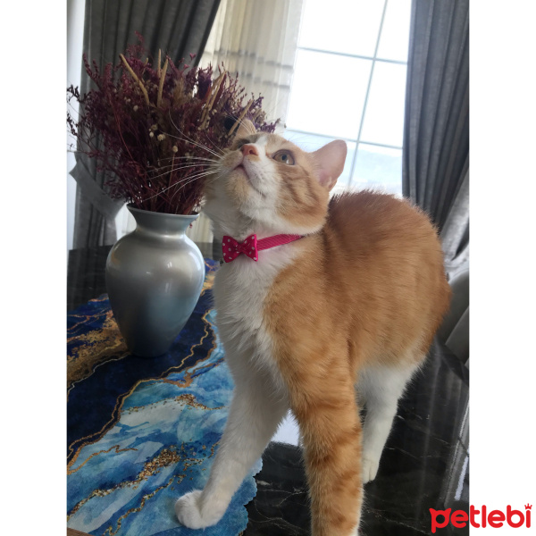 Tekir Kedi, Kedi  Efes fotoğrafı