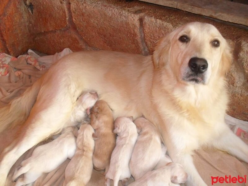 Golden Retriever, Köpek  MyRa fotoğrafı