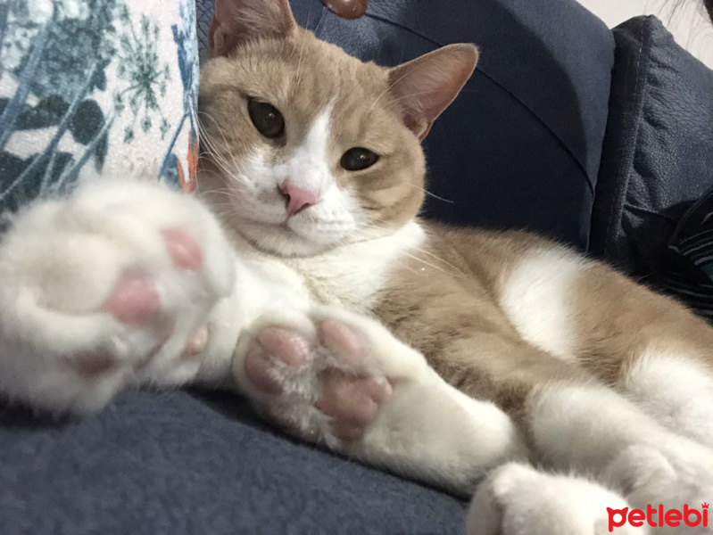 Tekir Kedi, Kedi  Badem fotoğrafı