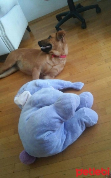 Kangal, Köpek  Koda fotoğrafı