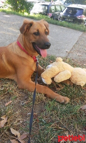 Kangal, Köpek  Koda fotoğrafı