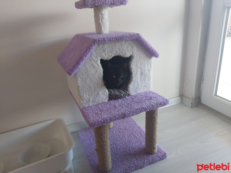 Tekir Kedi, Kedi  Üzüm fotoğrafı