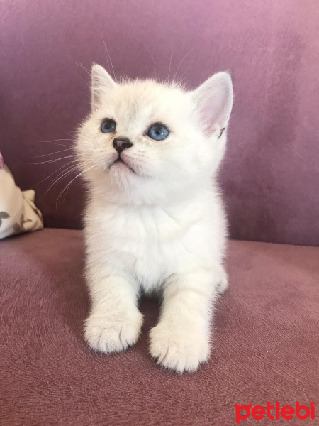 British Shorthair, Kedi  Luna fotoğrafı