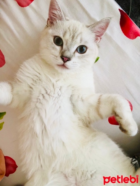 British Shorthair, Kedi  Luna fotoğrafı