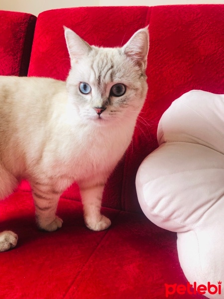 British Shorthair, Kedi  Luna fotoğrafı