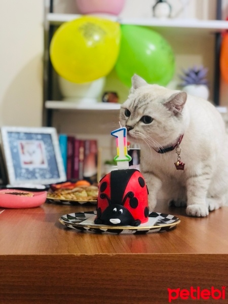 British Shorthair, Kedi  Luna fotoğrafı