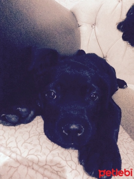 Cane Corso Italiano, Köpek  Luck fotoğrafı