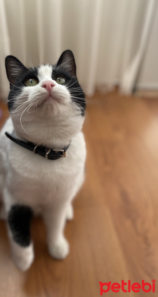 Tuxedo (Smokin) Kedi, Kedi  Sherlock fotoğrafı
