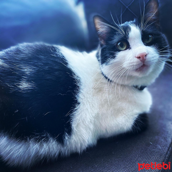 Tuxedo (Smokin) Kedi, Kedi  Sherlock fotoğrafı
