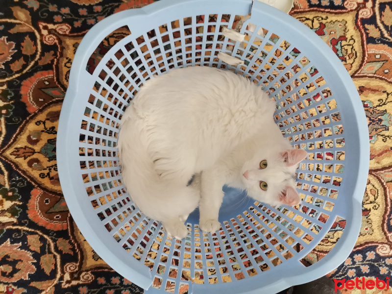 Van Kedisi, Kedi  milo fotoğrafı