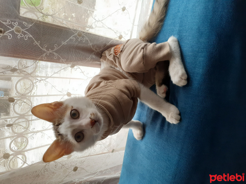 Tekir Kedi, Kedi  Ze ze fotoğrafı