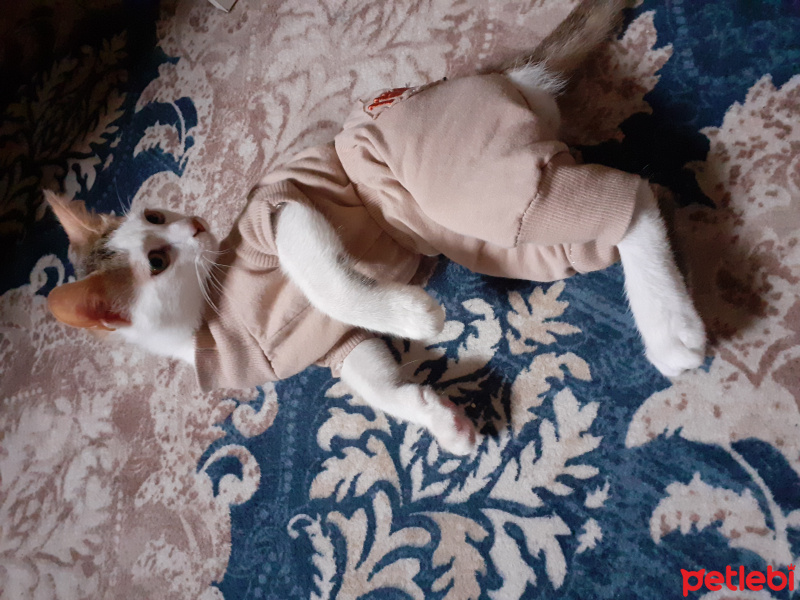 Tekir Kedi, Kedi  Ze ze fotoğrafı