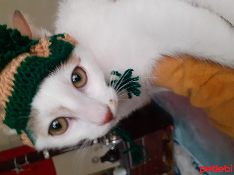 Tekir Kedi, Kedi  Ze ze fotoğrafı