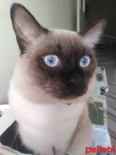 Siyam Kedisi, Kedi  Boby fotoğrafı